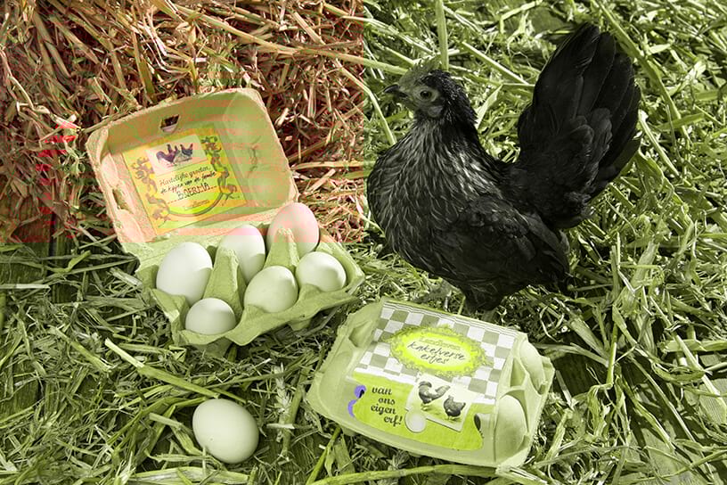 Een kip met twee doosjes eieren